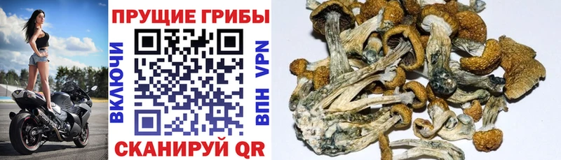 Галлюциногенные грибы Psilocybe OMG как зайти Терек